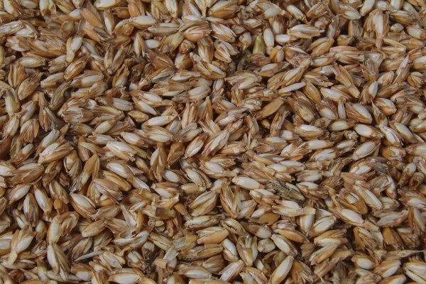 10 Liter Bio Dinkelspelz im Eimer, Dinkelspreu, Deutscher Anbau