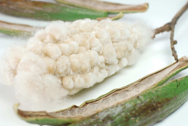 1kg Kapok Pflanzenfaser, natürliches Füllmaterial für Kissen und Bastelbedarf