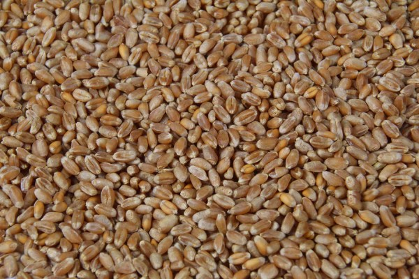 5kg Futterweizen, Weizen, Hühnerfutter, Geflügelfutter