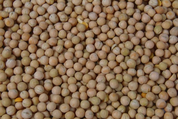 5kg Futtererbsen, Erbsen, Taubenfutter,