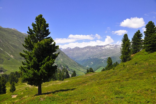 Zirbenspäne im Eimer, Zirbenflocken, Zirbenholz, Zirbelkiefer